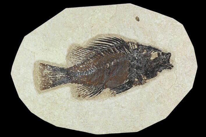 Fossil Fish (Cockerellites) - Green River Formation #129700
